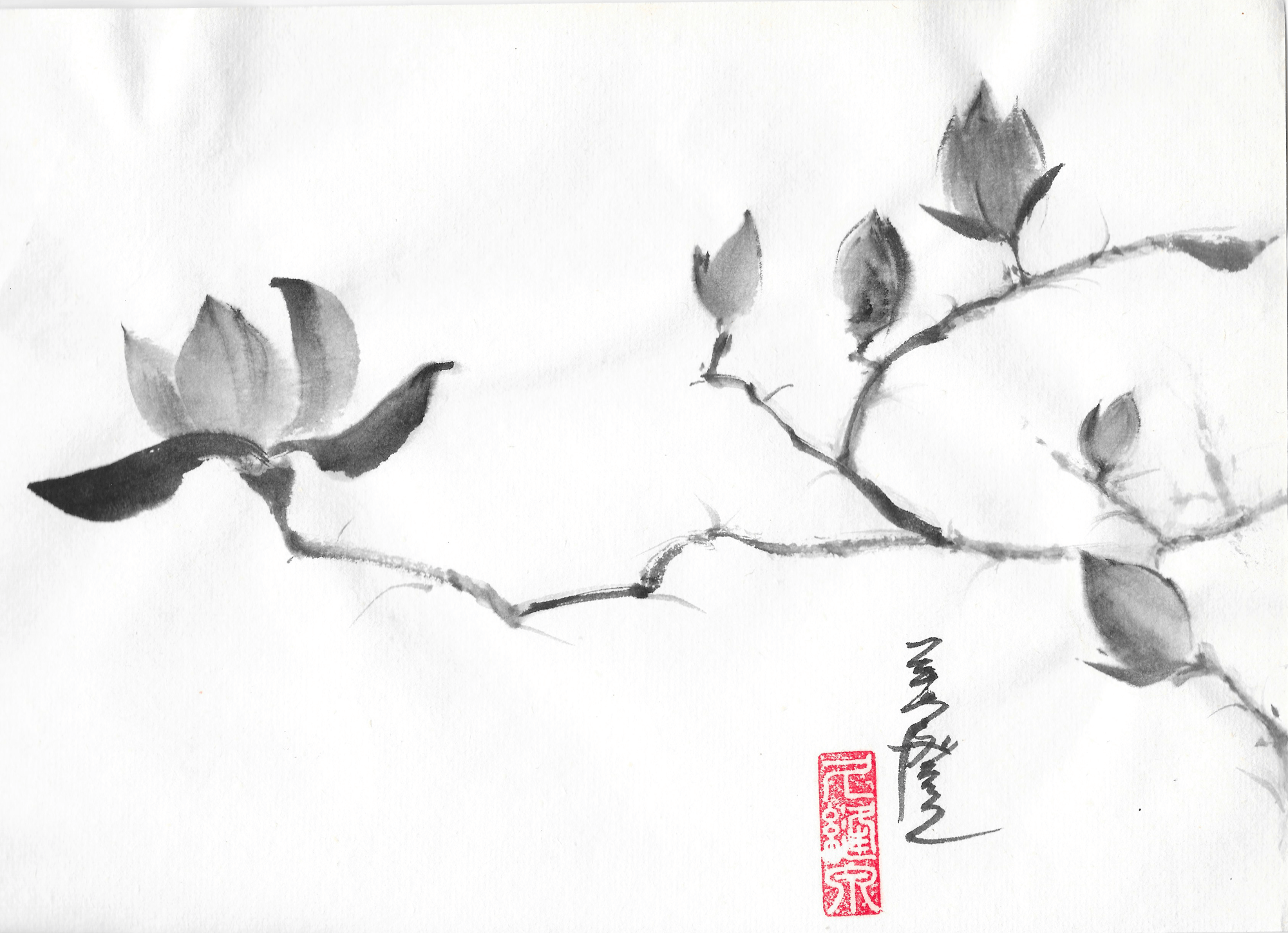 Sumi-e tegning af magnolia