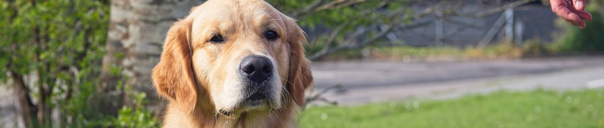 Golden retriever | Hundetræning i FOF Aarhus