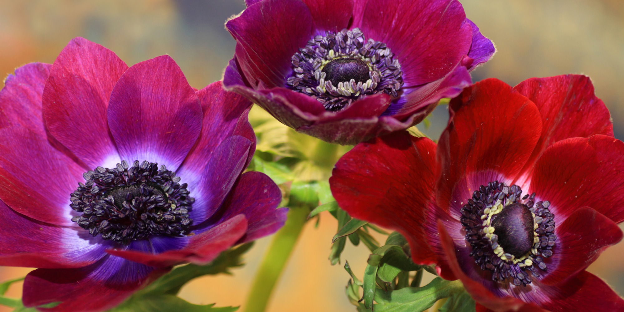 Blomsterbinding hos FOF