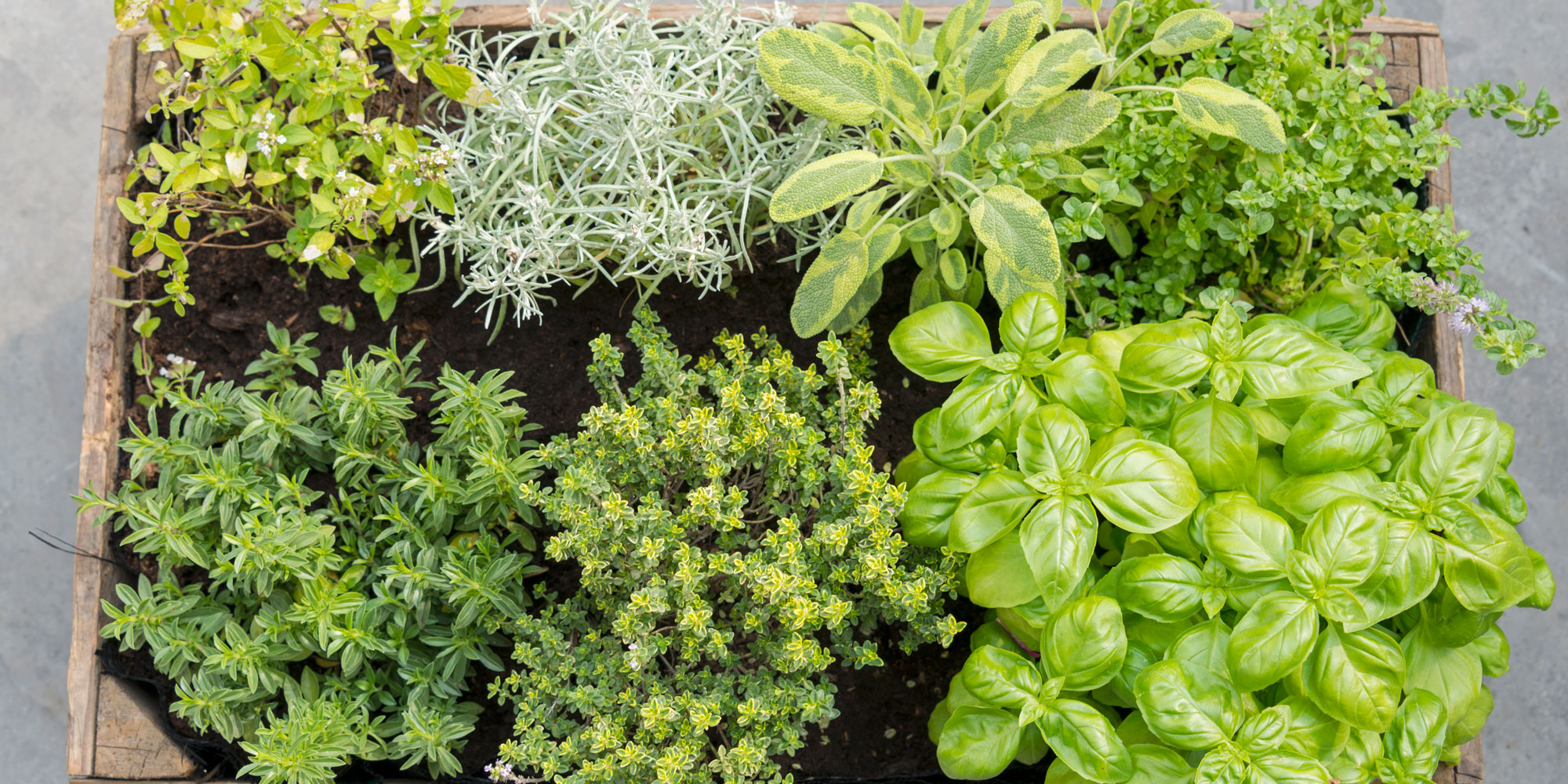 Vegetarisk madlavningskursus FOF
