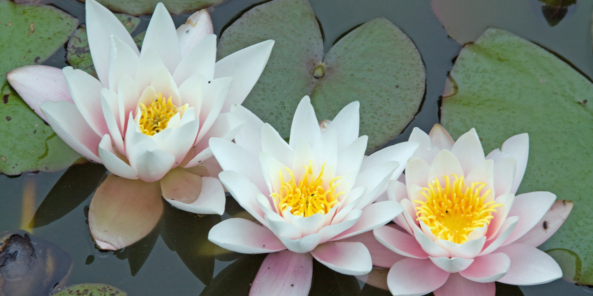 Dyrk Mindfulness med FOF
