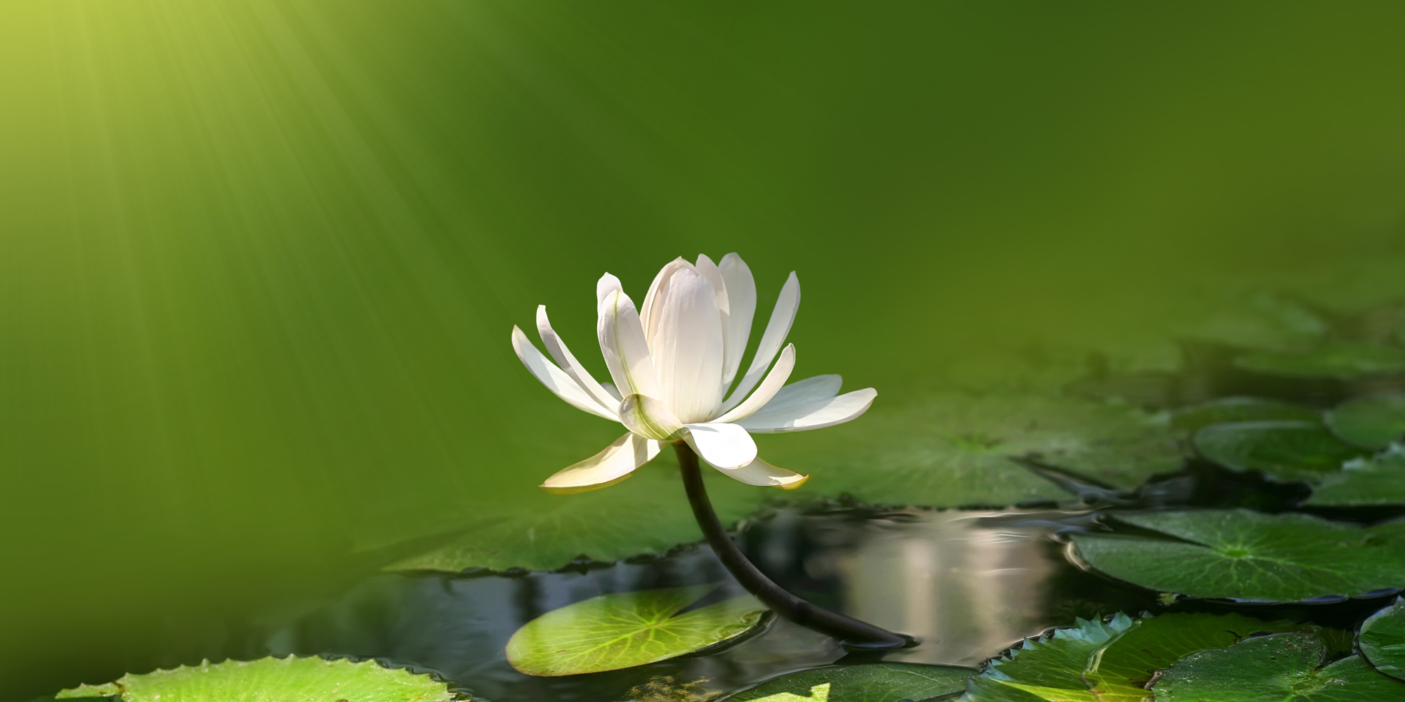Mindfulness i FOF