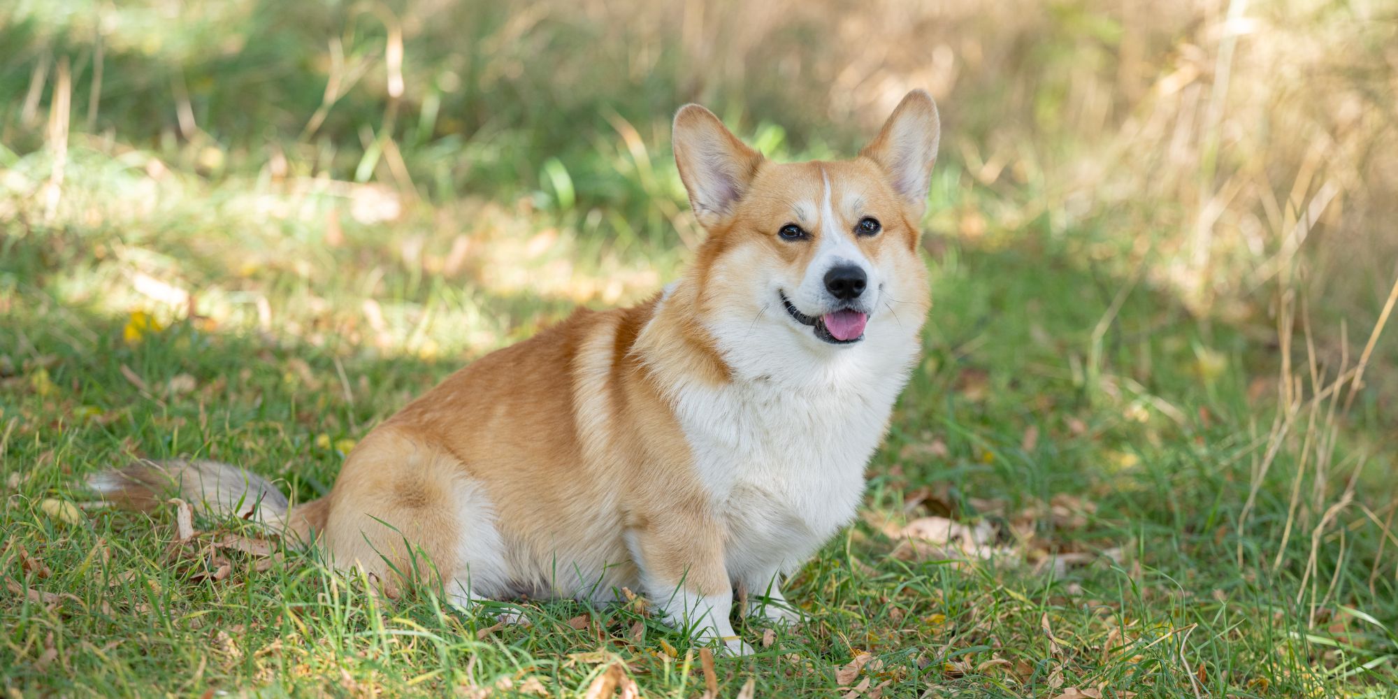 Hund