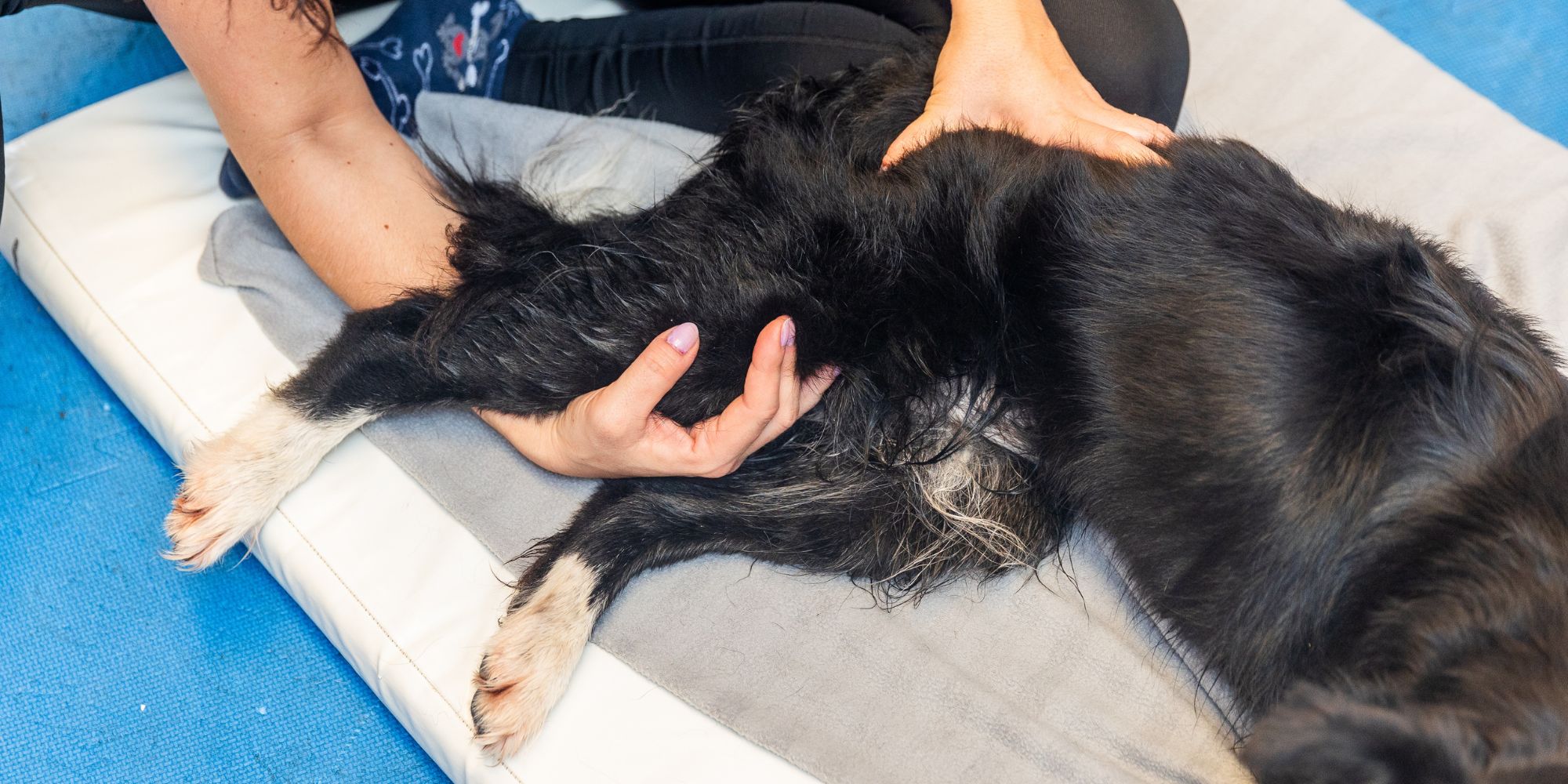 Hundemassage