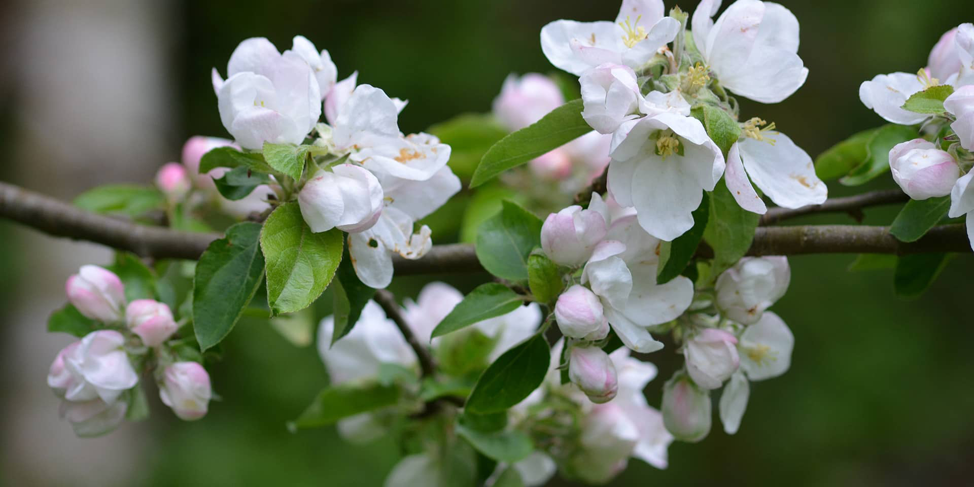 Æbleblomster, efterfødselskursus ved FOF Aarhus for kvinder, der har mistet et spædbarn