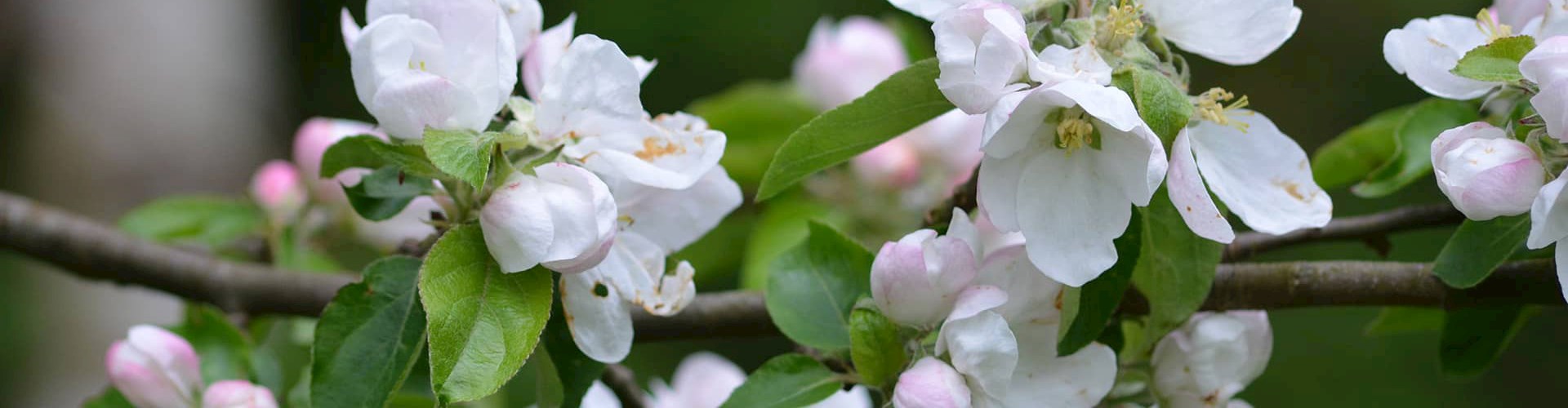 Æbleblomster, efterfødselskursus ved FOF Aarhus for kvinder, der har mistet et spædbarn