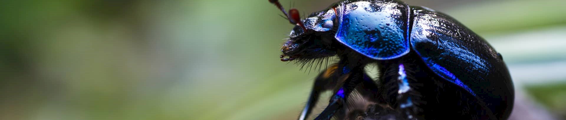 Møgbille, find og forstå naturens insekter med FOF Aarhus