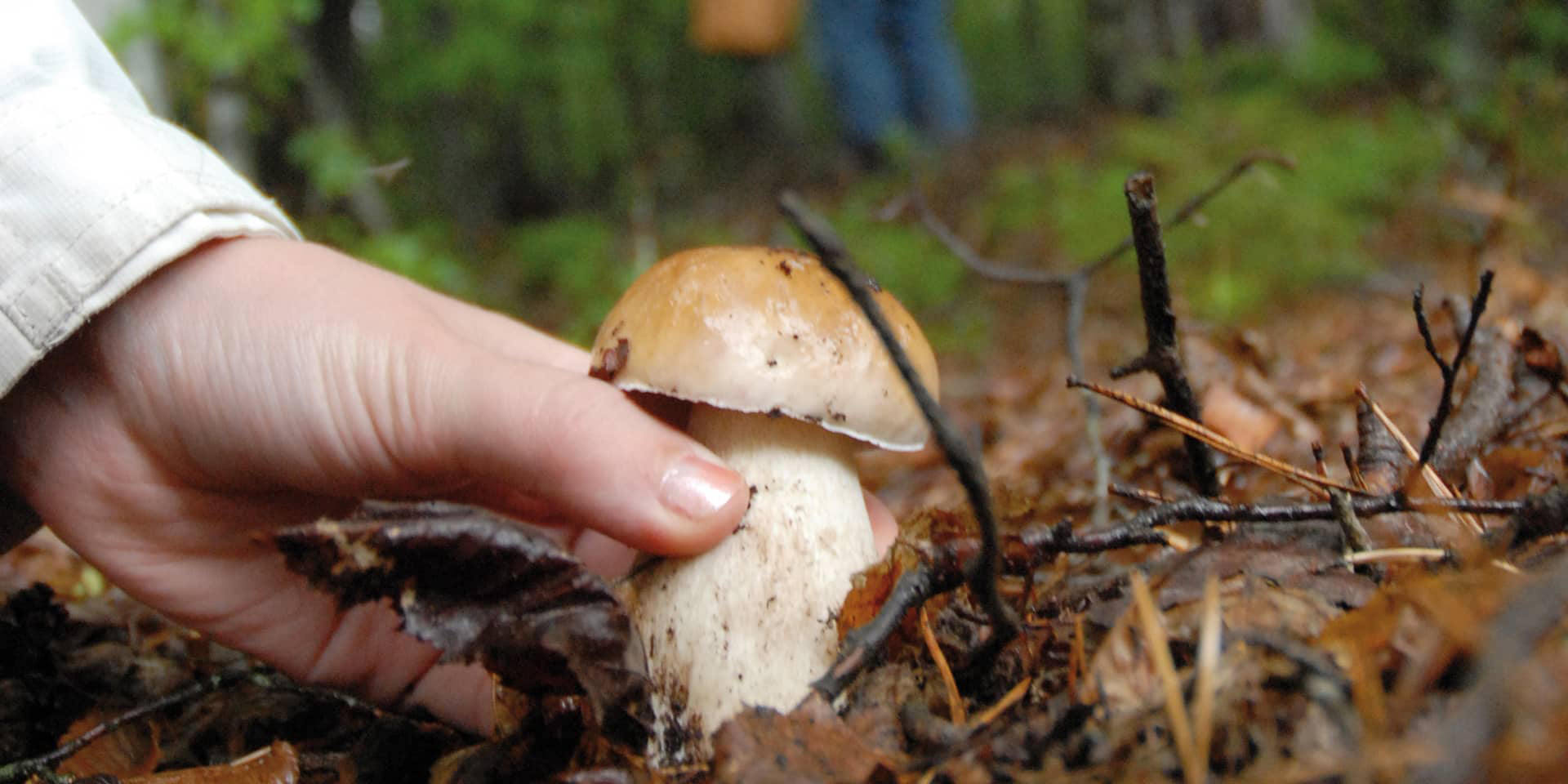Billede af spiselig svamp plukket i skovbund. Svampetur med FOF Aarhus ved naturvejleder Torben Gang Rasmussen