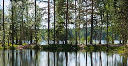 Finsk skov, finskkkursus i FOF Århus