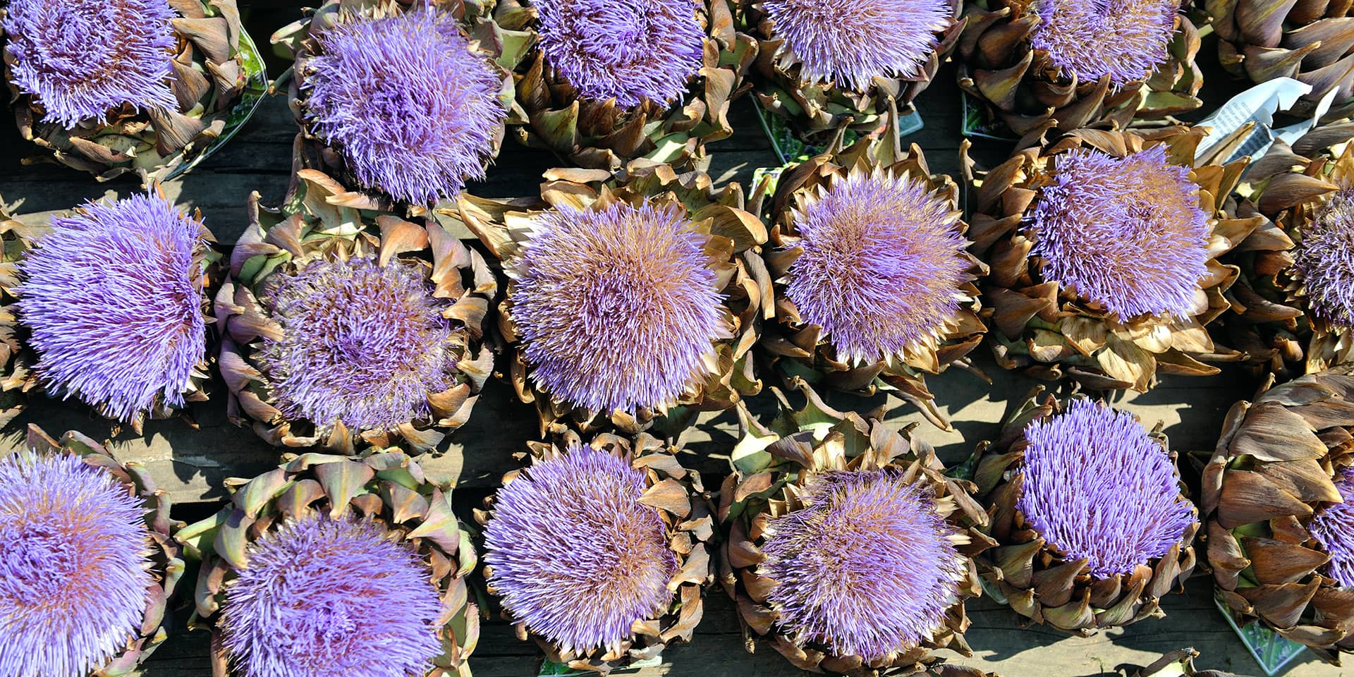 Billede af fransk artiskok-blomster