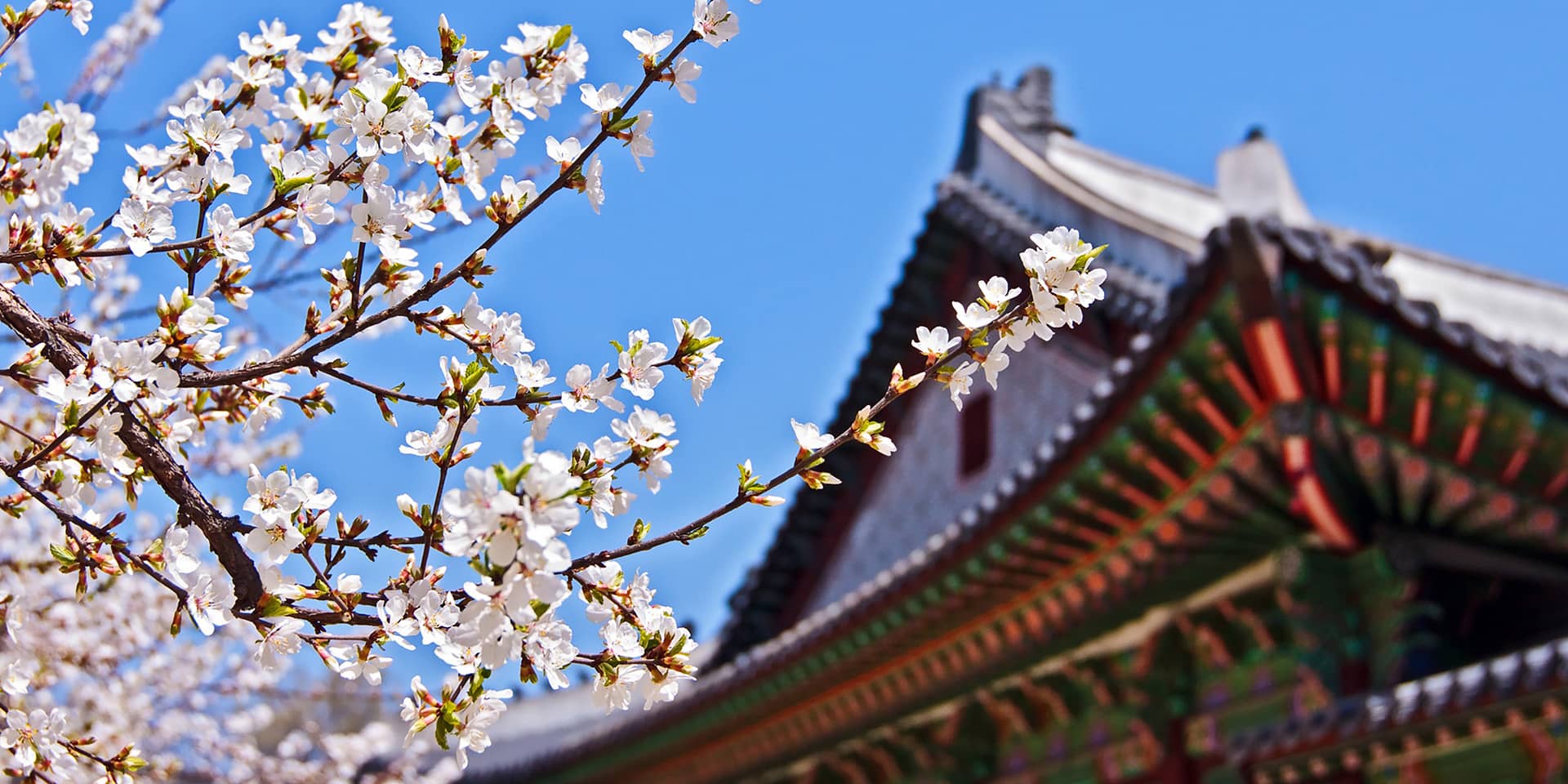 Billede af klassisk koreansk bygningsværk med blomstrende kirsebærtræ foran