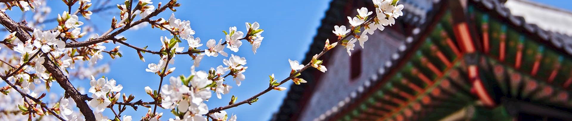 Billede af klassisk koreansk bygningsværk med blomstrende kirsebærtræ foran