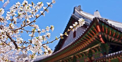 Billede af klassisk koreansk bygningsværk med blomstrende kirsebærtræ foran