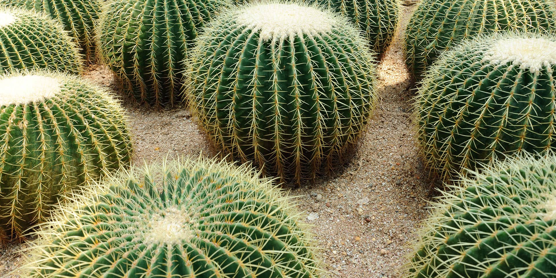 Billede af kuglekaktusser, Spanien