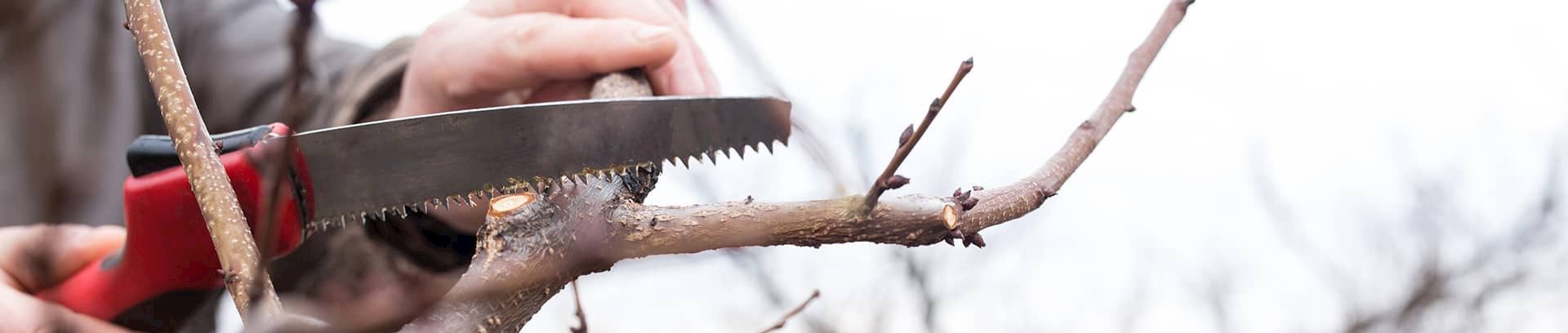 Kvinde der beskærer træer og buske på havekursus i FOF Aarhus