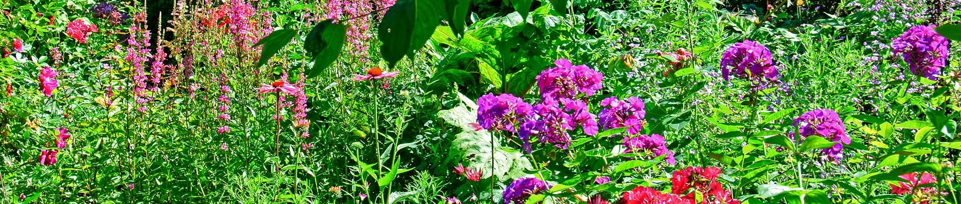 Havens stauder - havekursus i FOF Aarhus