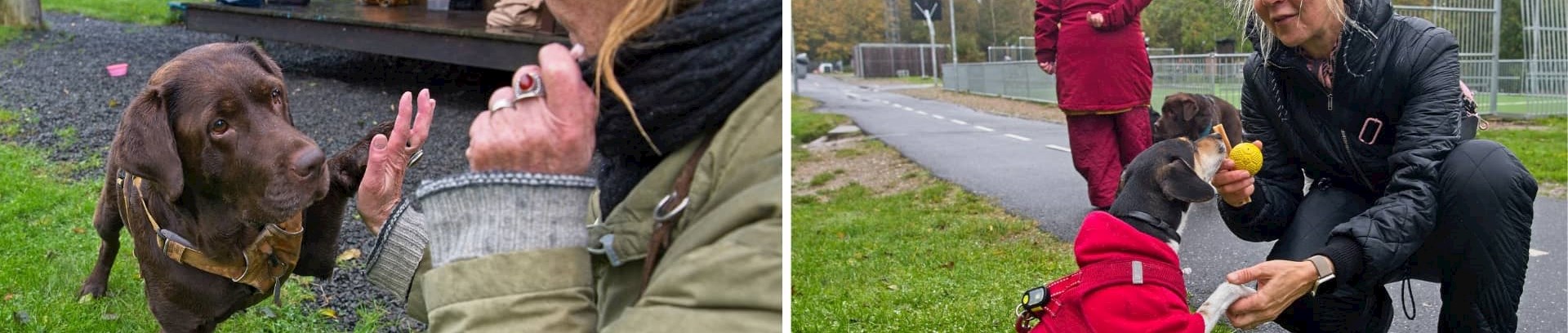 To hunde giver pote til hundetræning i FOF Aarhus