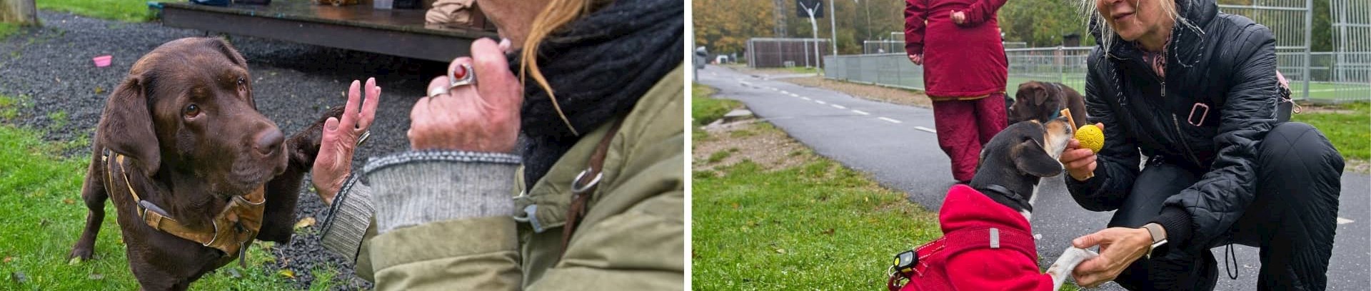 To hunde giver pote til hundetræning i FOF Aarhus