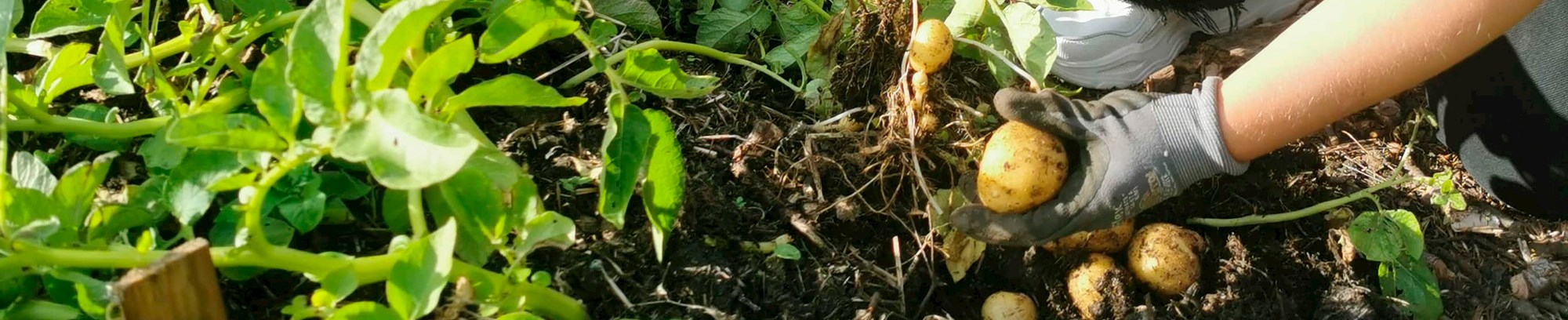 Gravefri køkkenhave og spiselig skovhave med FOF Djursland