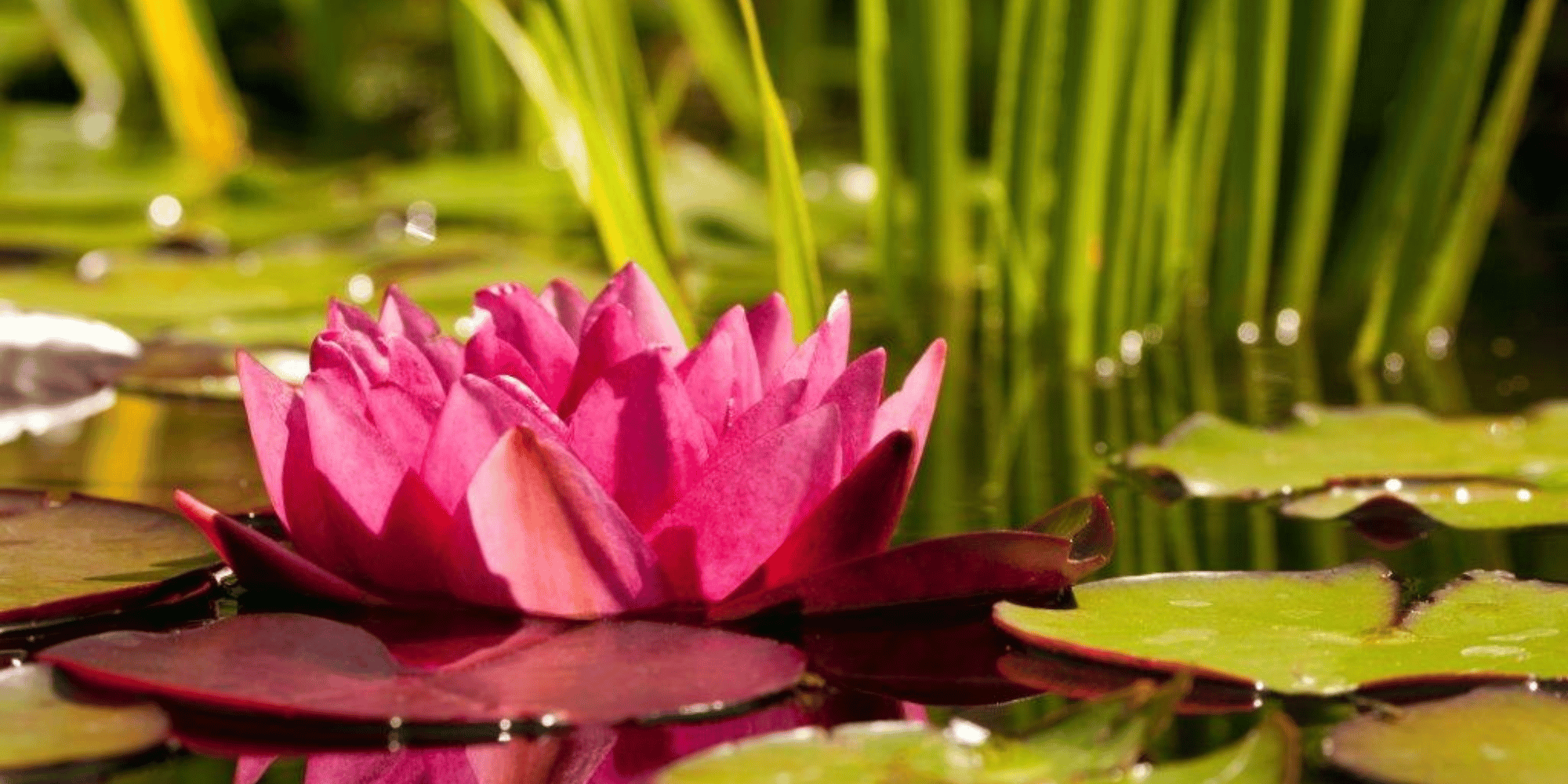 Kurser i meditation og mindfulness hos FOF