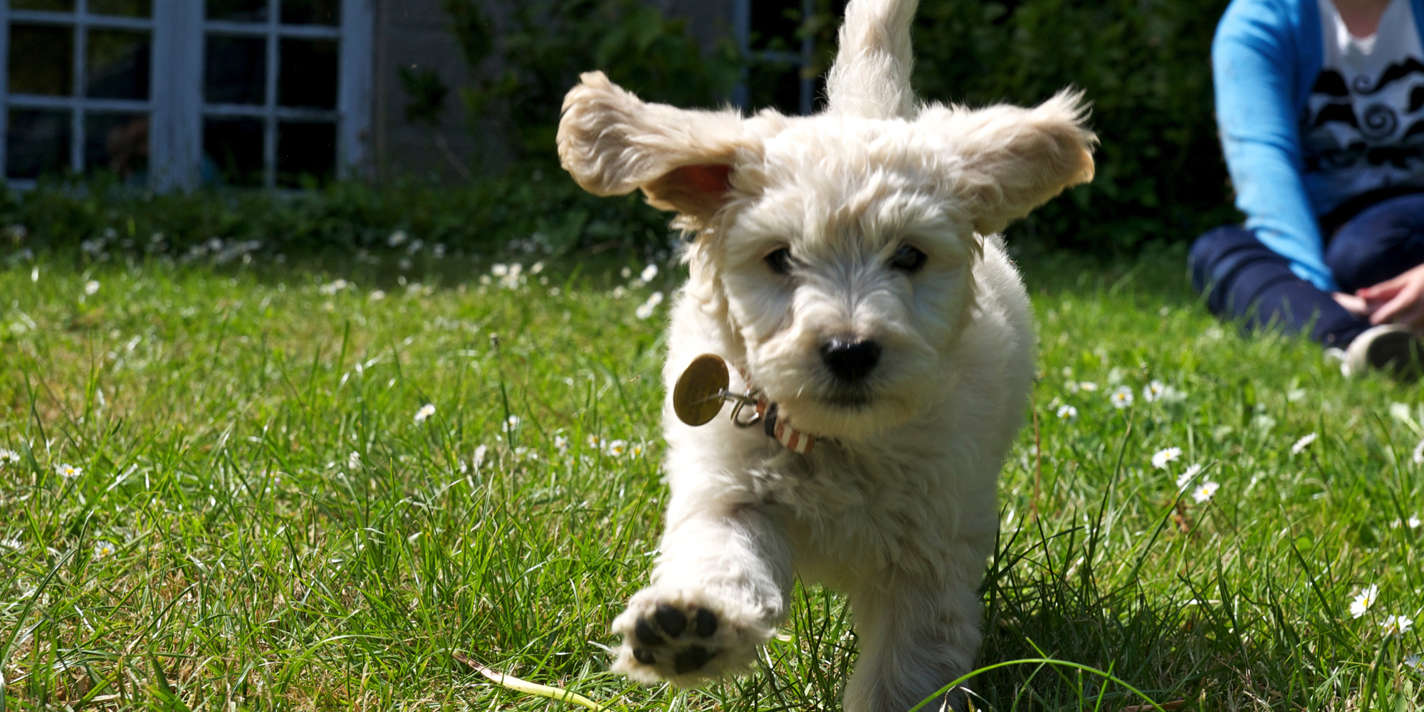 hundetræning hund workshop træn din hund