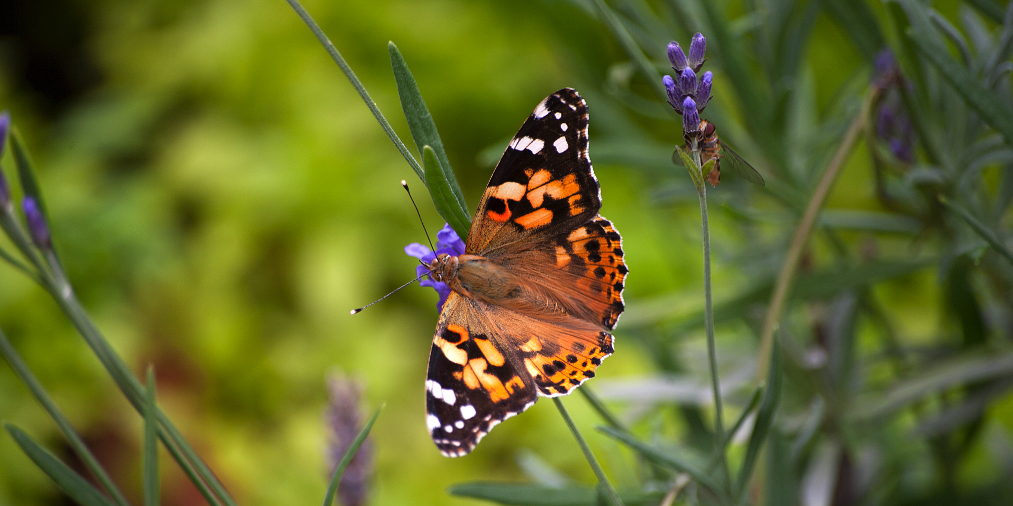 grønomstilling bæredygtighed natur sommerfugl have