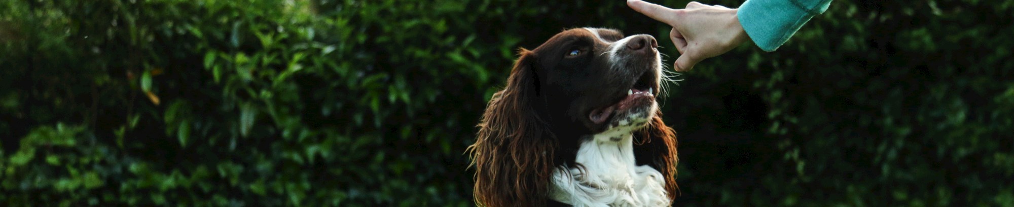hundetræning træn din hund friluftsliv hundemenneske