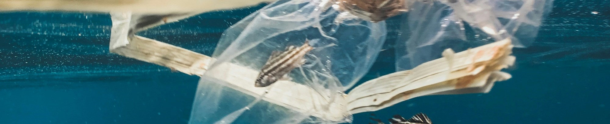 Havets kollaps og vejen tilbage