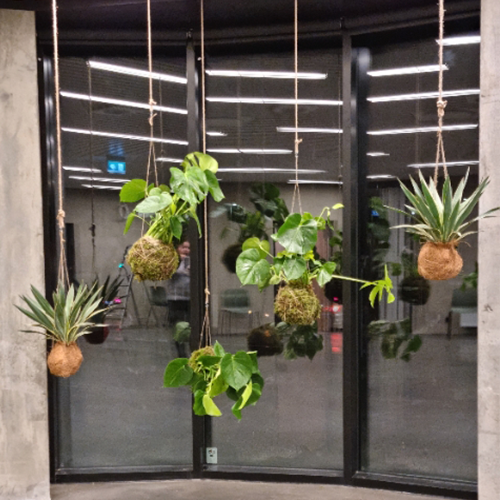 planter hænger ned fra loftet