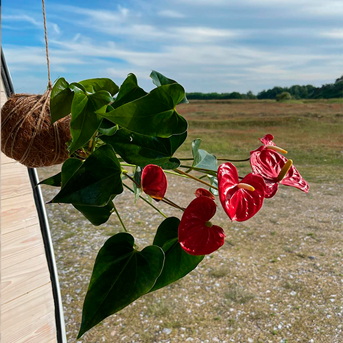 ikebana blomster