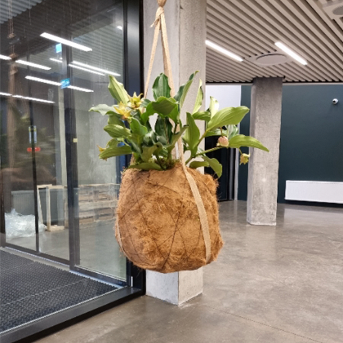 kokedama