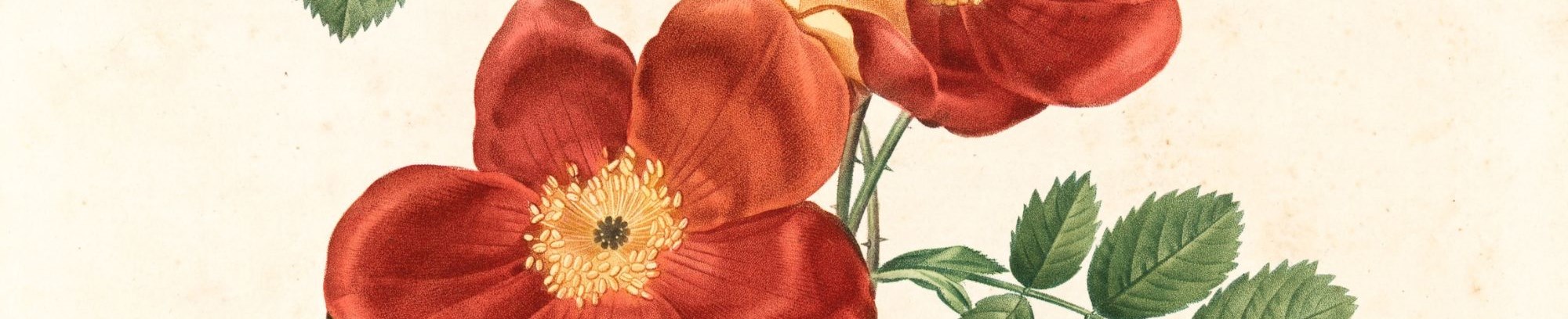 Botanisk illustration
