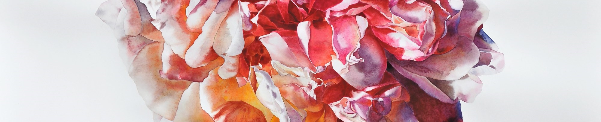 vild rose - figurativ akvarel - fra underviser Anne Skole Overgaard