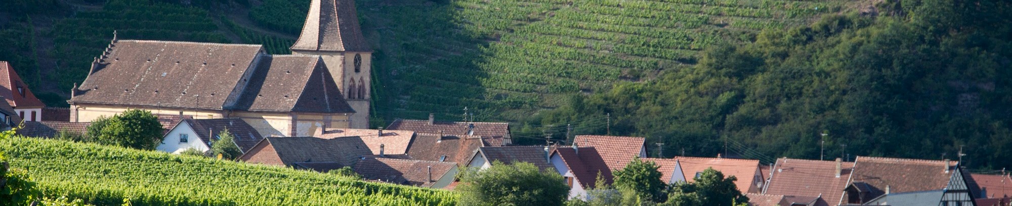 Vinsmagning med vine fra Alsace hos FOF København