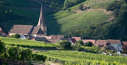 Vinsmagning med vine fra Alsace hos FOF København