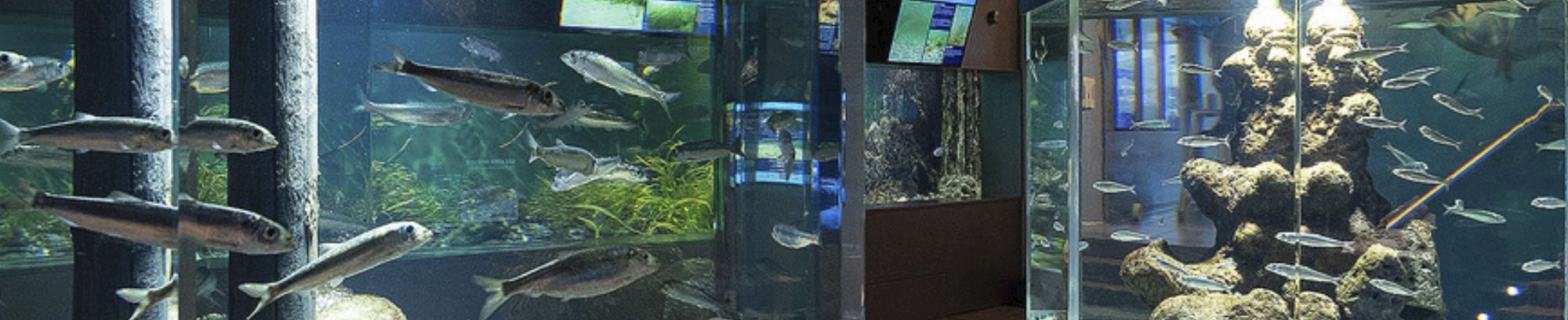 Oplev en rundvisning i Øresundsakvariet