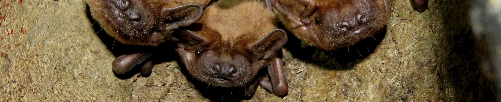 Flagermus i Fælledparken med FOF