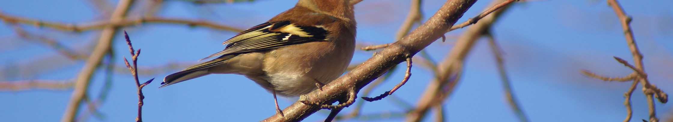 Ud i naturen med FOF København