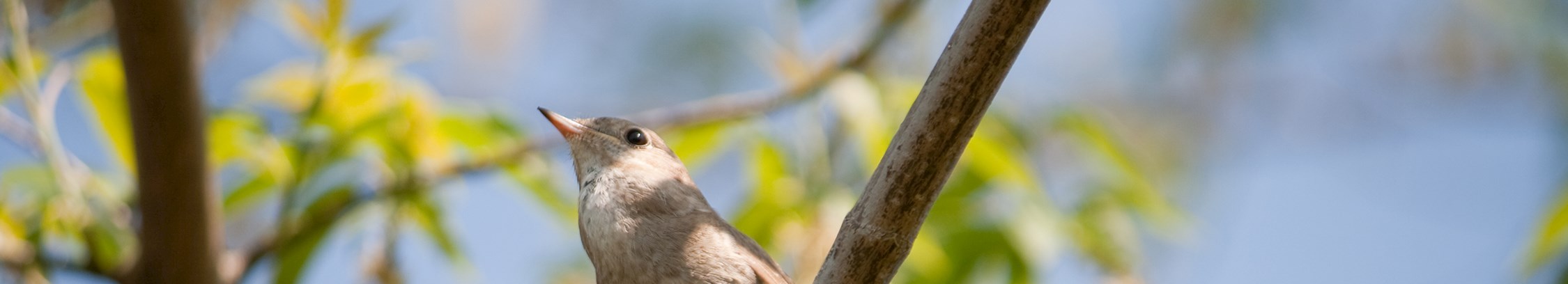 Ud i naturen med FOF København