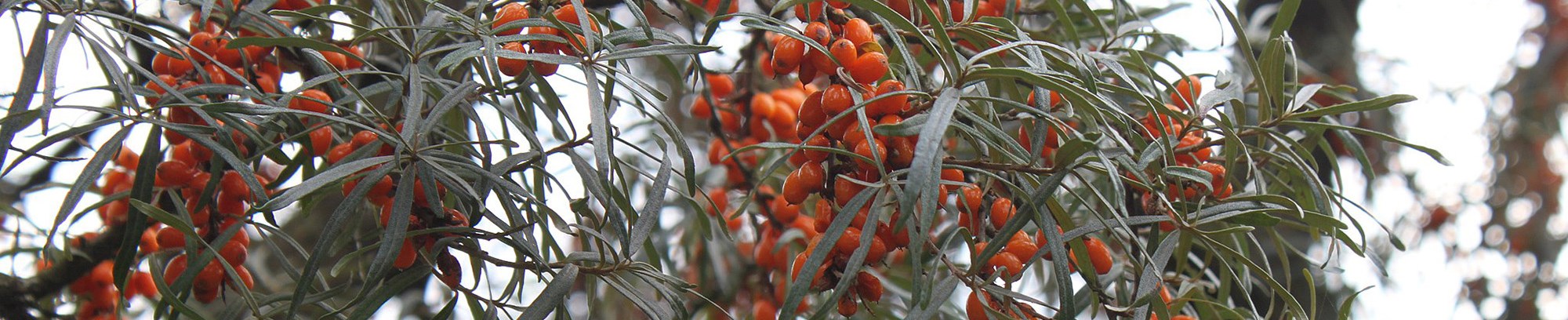 Sanketure hos FOF København