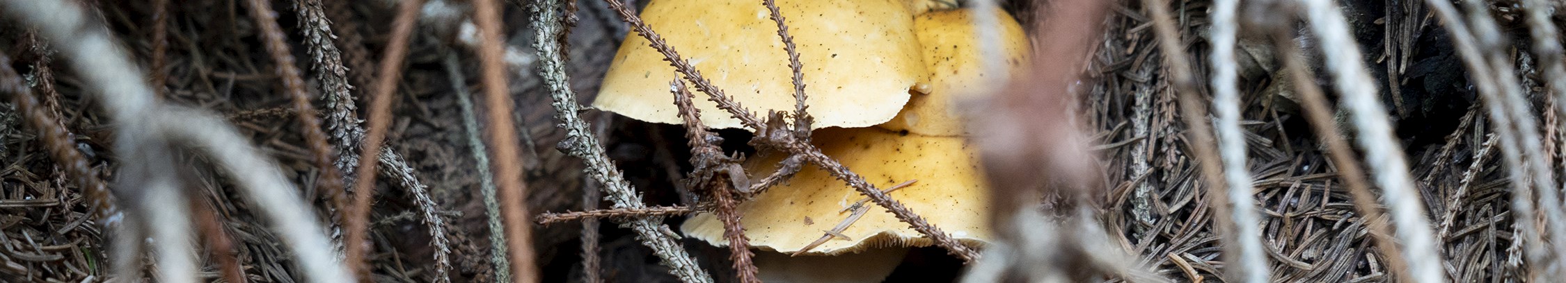 Svampeture hos FOF København