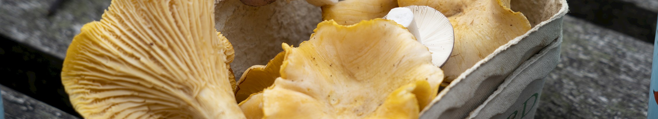 Svampeture hos FOF København