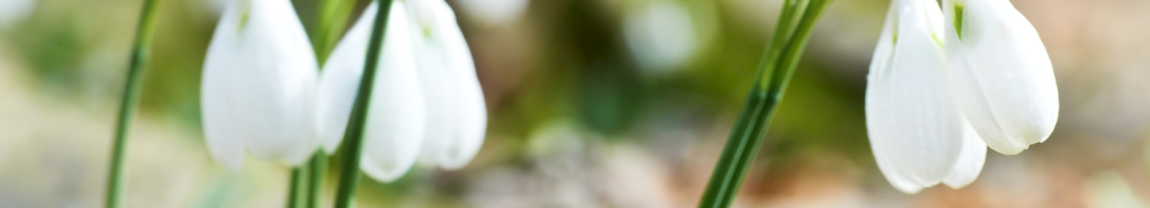 Sæson hos FOF København