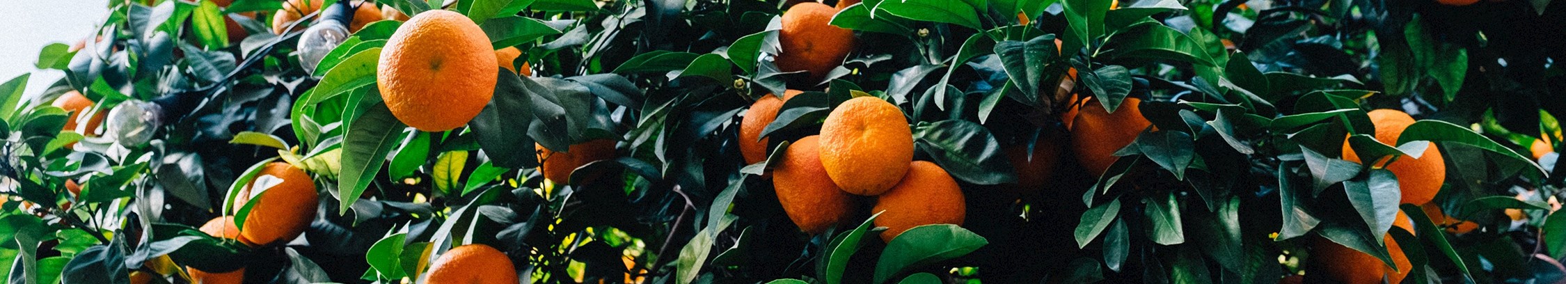 Lær spansk hos FOF København