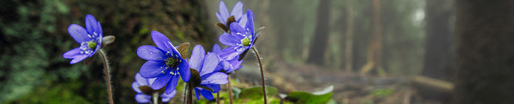 Farverig skovvandring for børnefamilier: anemoner og morkler i Boserup
