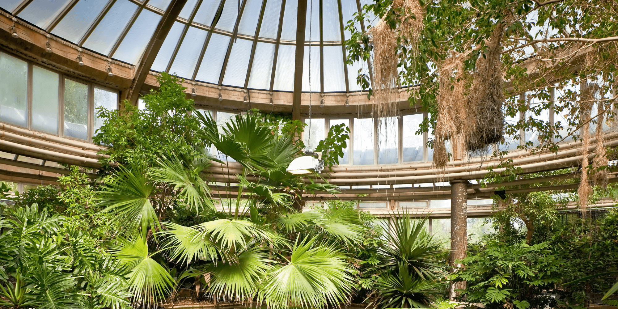 Tegneworkshop i Botanisk Have | FOF Københavns Omegn