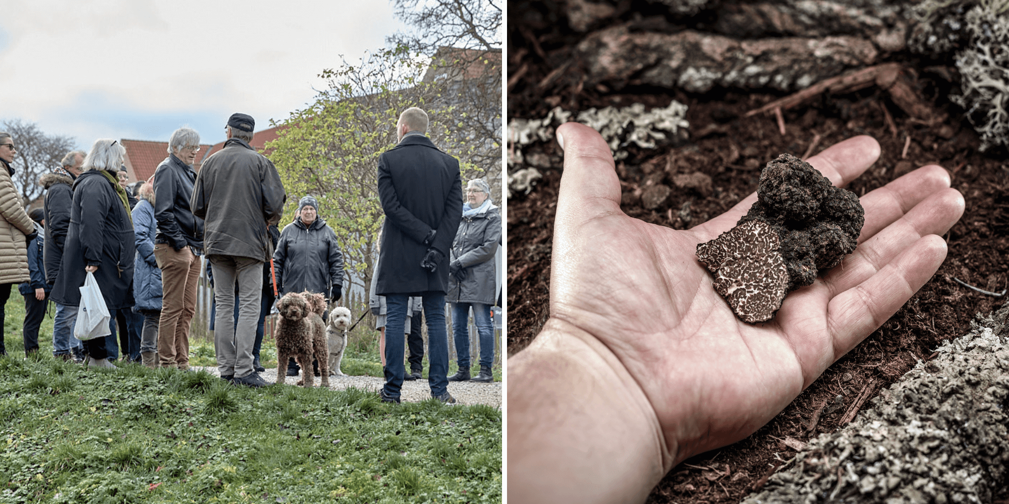 Trøffelfestival | FOF Københavns Omegn