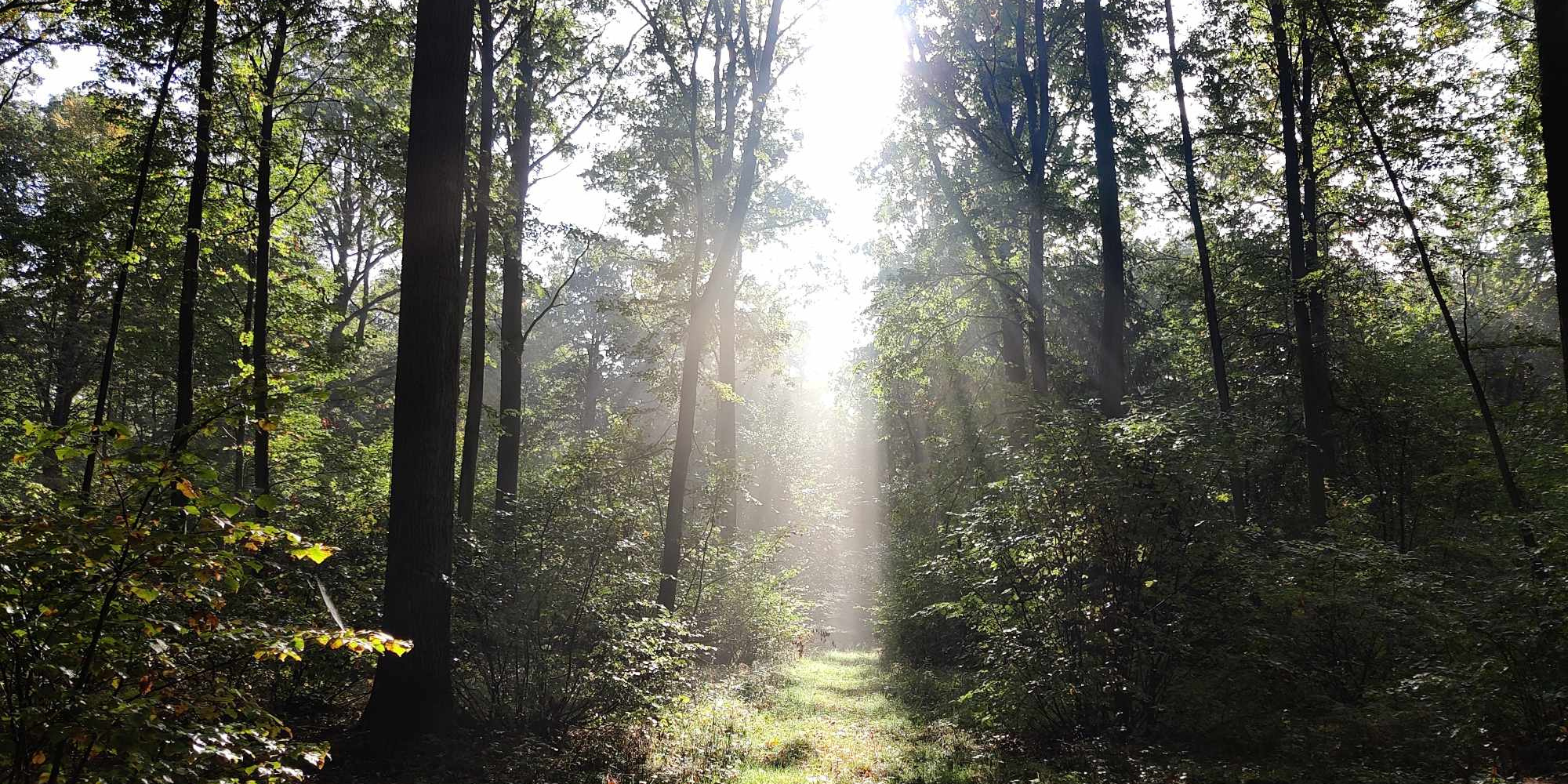 Lysning i skov