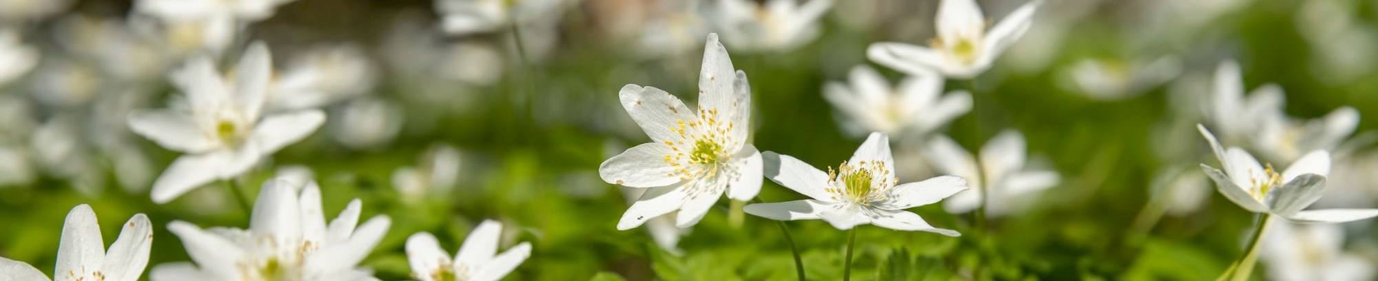 forårskoncert anemoner