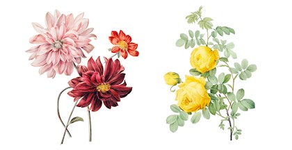 Lær at lave botanisk illustration i FOF Nordsjælland